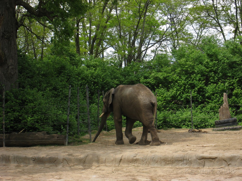 Dart Frog Dash 08 0571.jpg - The Toledo Ohio Zoo held the 2008 Dart Frog Dash 5K race on May 17, 2008. The weather was great, the race went fine, and the animals were fun to see! The highlight was the nursing Polar Bear Cubs - two 330 pound "babies" tugging on mama.